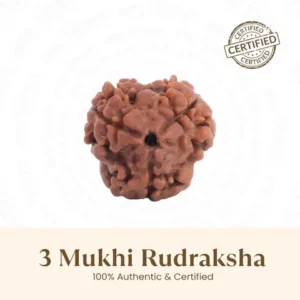 Nepal Origin 3 Mukhi Rudraksha - 18mm