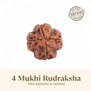 Nepal Origin 4 Mukhi Rudraksha - 18mm