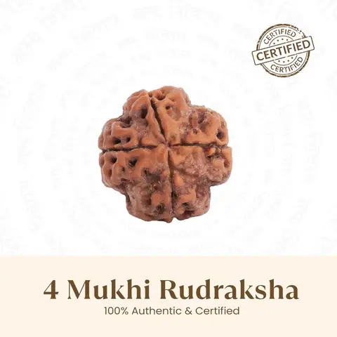 4 mukhi rudraksha